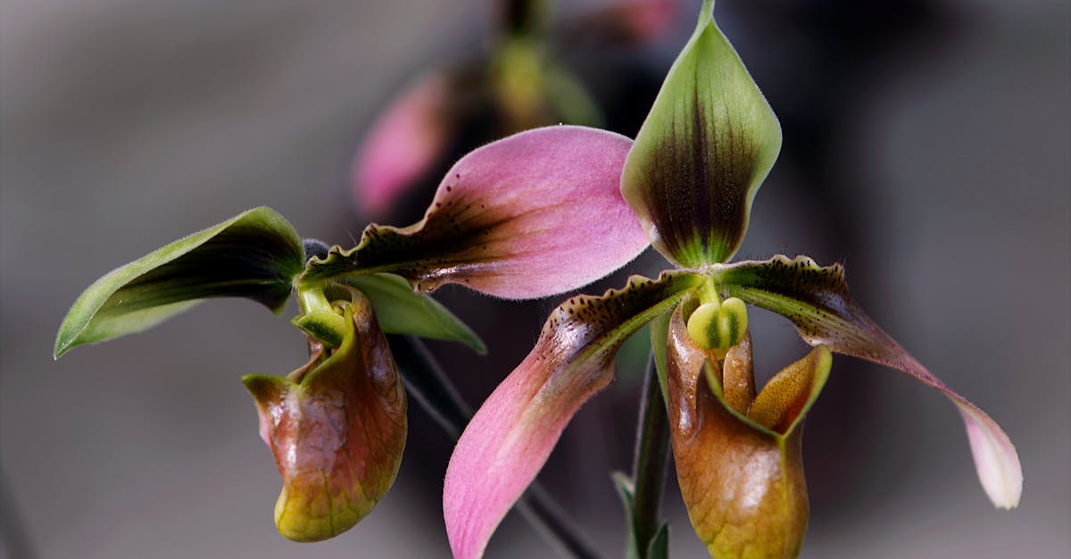 New Indonesian Orchid 'Paphiopedilum Memoria Jakob Oetama' Receives Global Recognition
