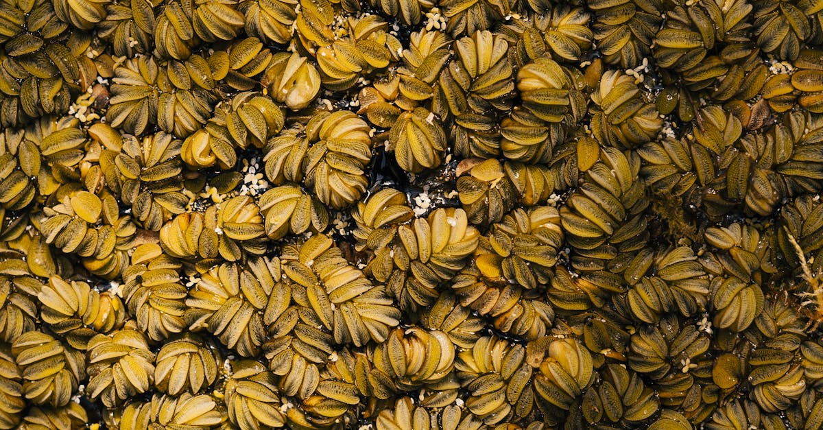 Giant Salvinia Shows Promise in Combating Water Pollution