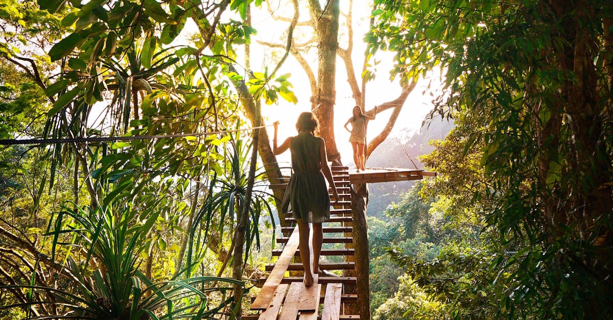 Malaysia's First Wildlife Canopy Bridge Offers Safe Passage for Langurs