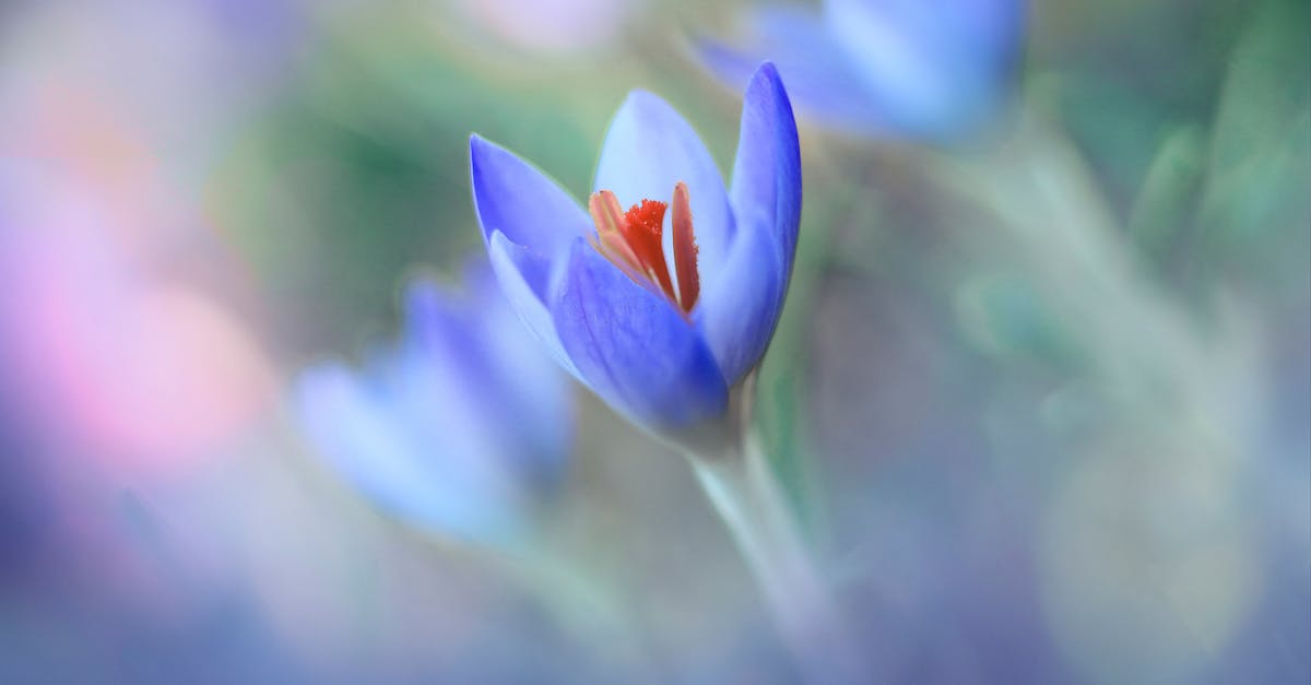 Chicago Balcony Blooms: Native Wildflowers Thrive in Urban Setting