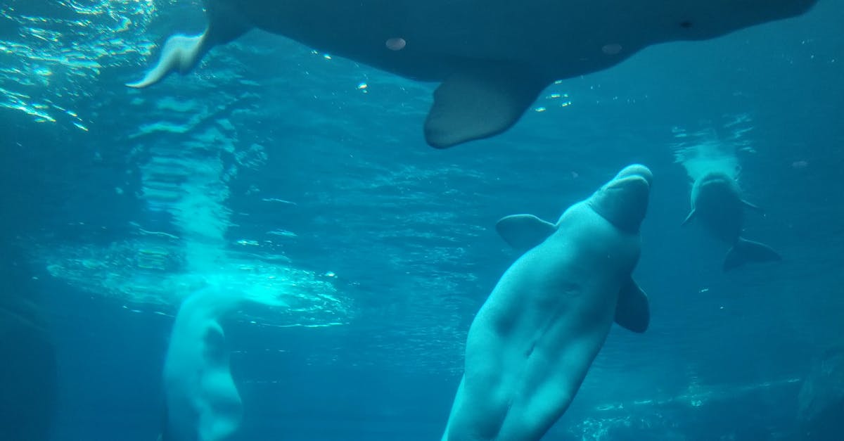 Beluga Whales Begin New Chapter at Iceland Sanctuary