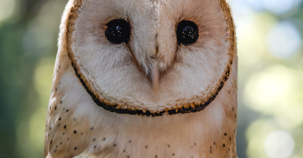 California's Public Domain Allotments: A Resurgence of Indigenous Stewardship and Ecological Vitality