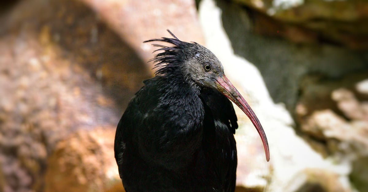 Northern Bald Ibis Sees Remarkable Resurgence in Andalusia