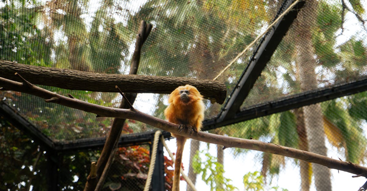 Black Lion Tamarins Find New Sanctuary at Brasília Zoo
