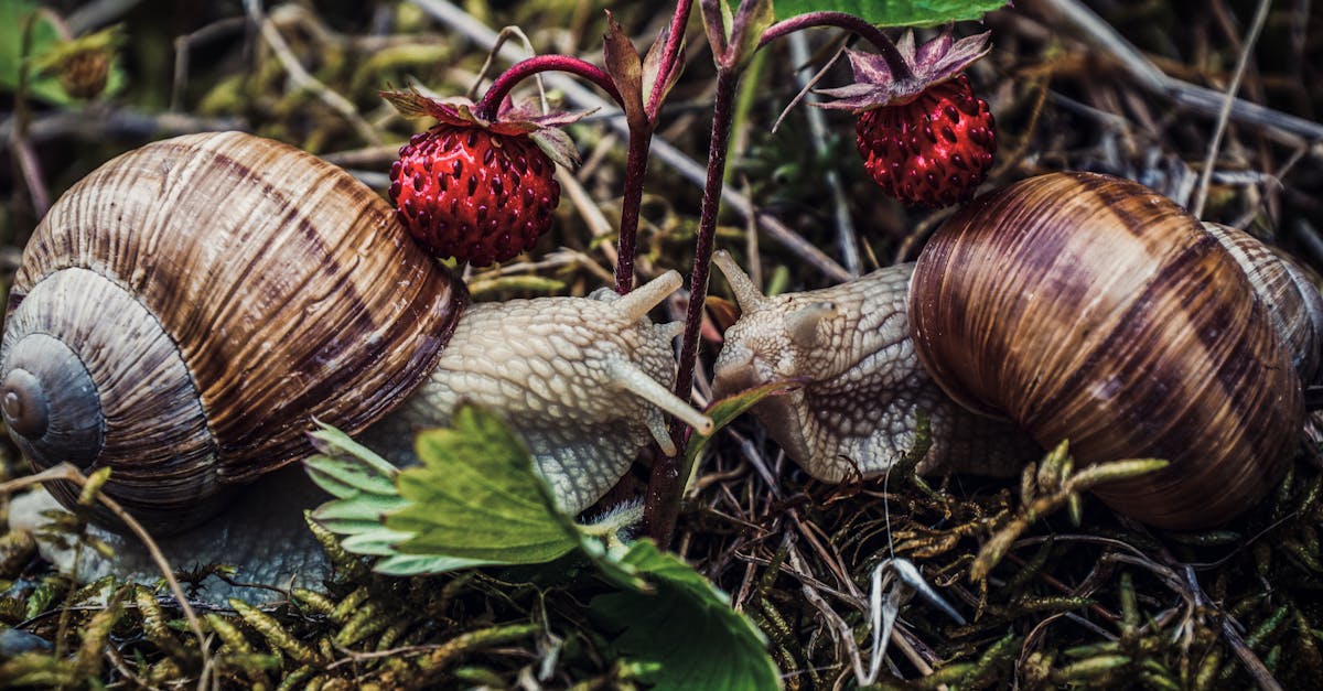 Rare Hawaiian Snails Rediscovered on Kauaʻi After a Century