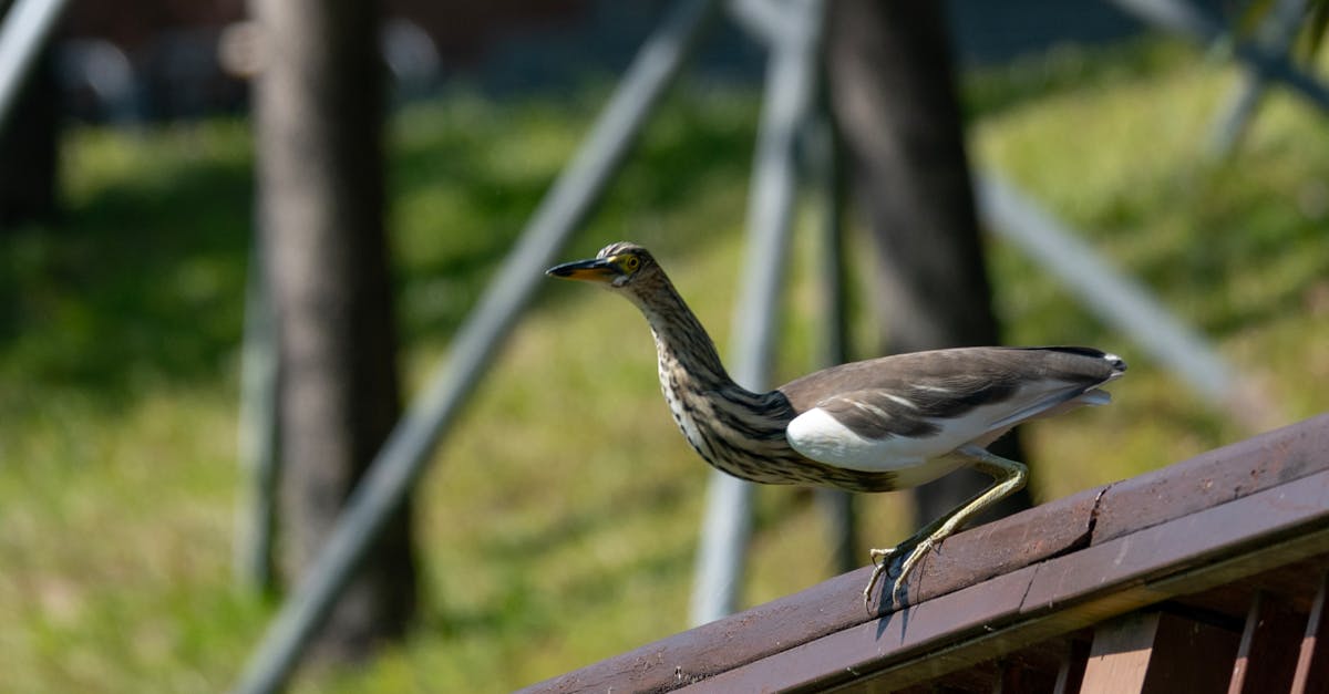Streaked Shearwaters: Avian Architects of Oceanic Fertility