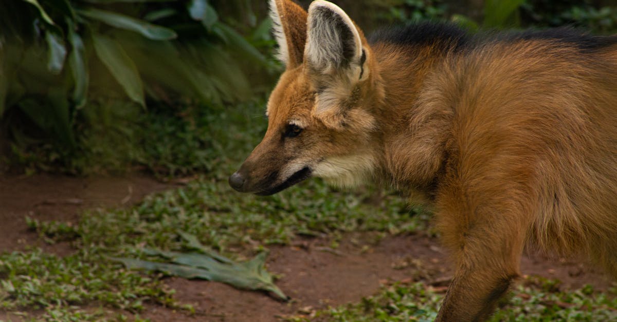 Conservation Partners Guide Orphaned Maned Wolf Pups Through Rehabilitation for Wild Release