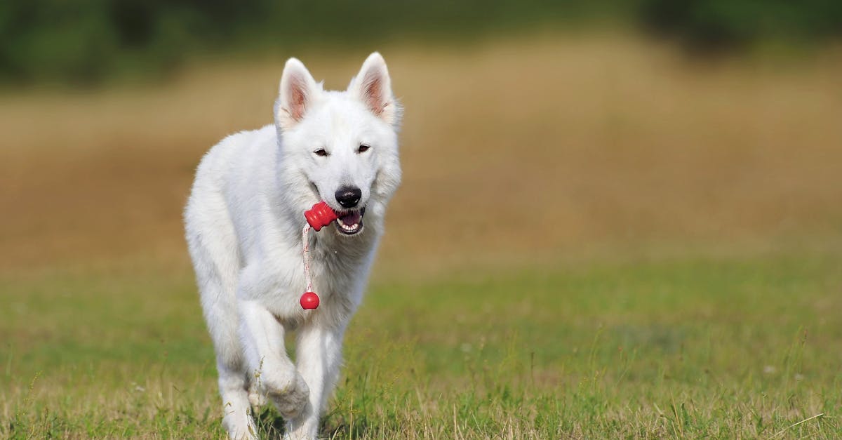 Excessive Toy Fixation in Dogs: New Research Identifies Traits of Addictive Canine Behavior