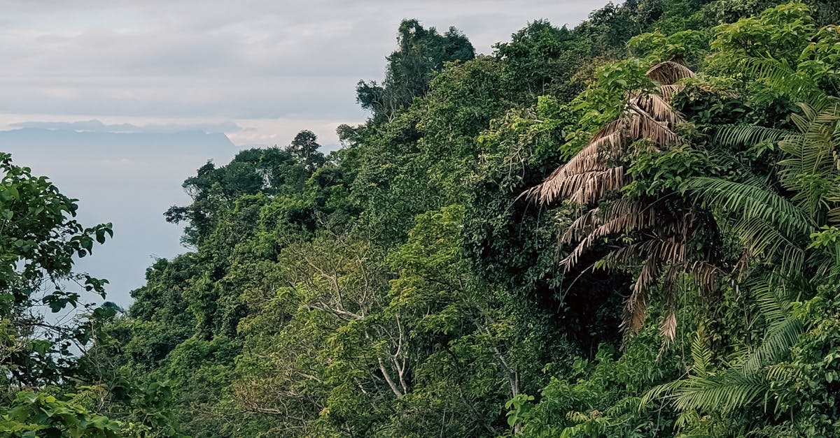 Eco-Efficient Stoves Revolutionize Rural Living in Los Santos, Santander