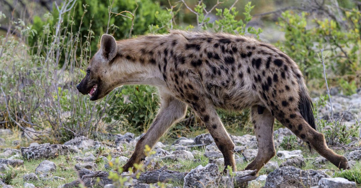 South African Photographer Wins Wildlife Photographer of the Year 2025 for 'The Ghost Town Visitor'