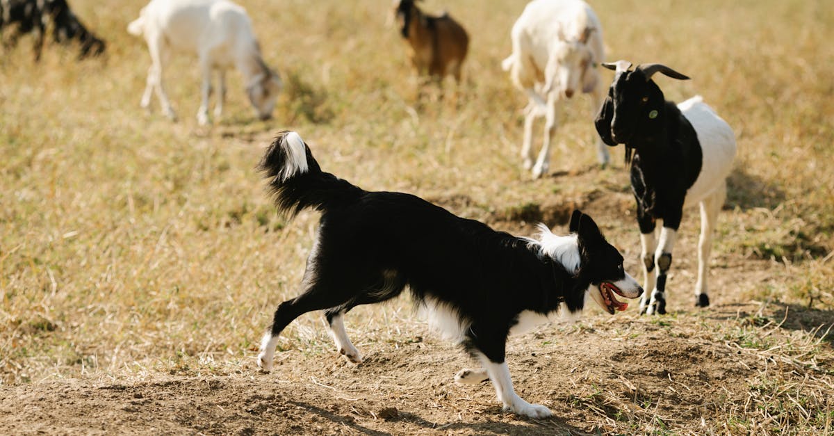 Extraordinary Adoption: Border Collies Foster Miniature Goat at Wiltshire Farm