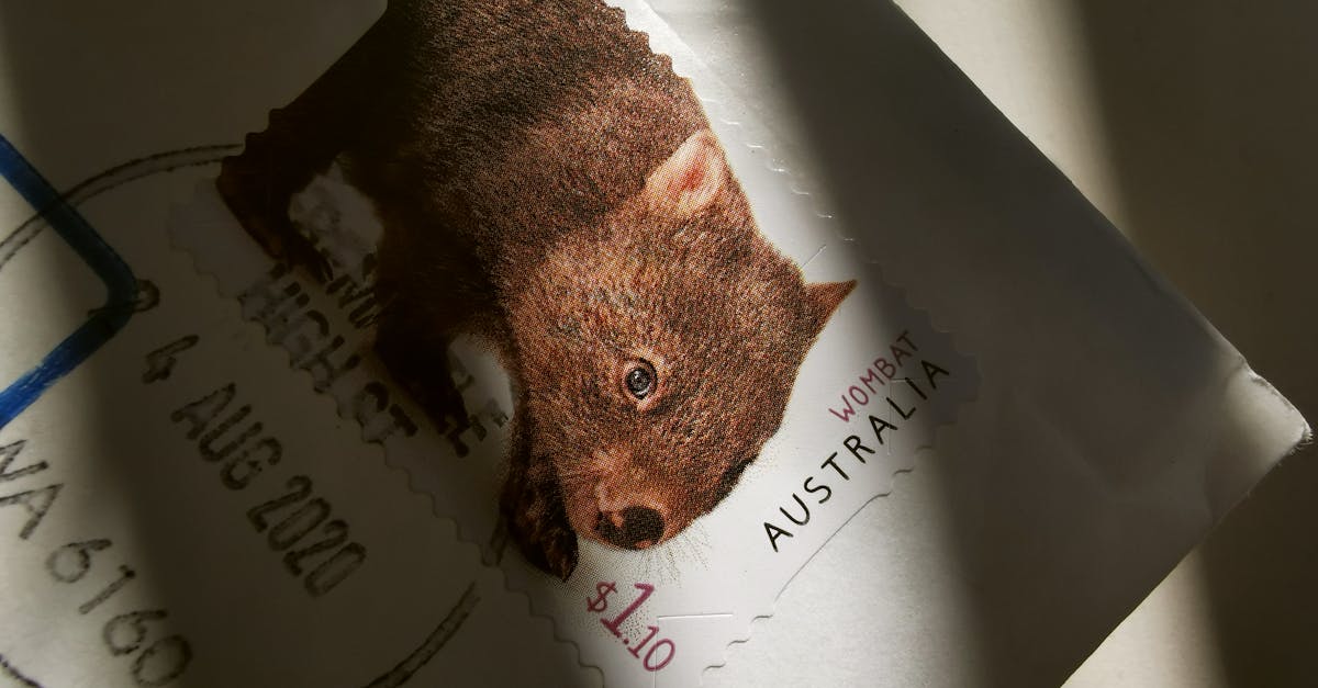 失明袋熊Gundy展現驚人生命韌性 獲新南威爾斯庇護所永久照護