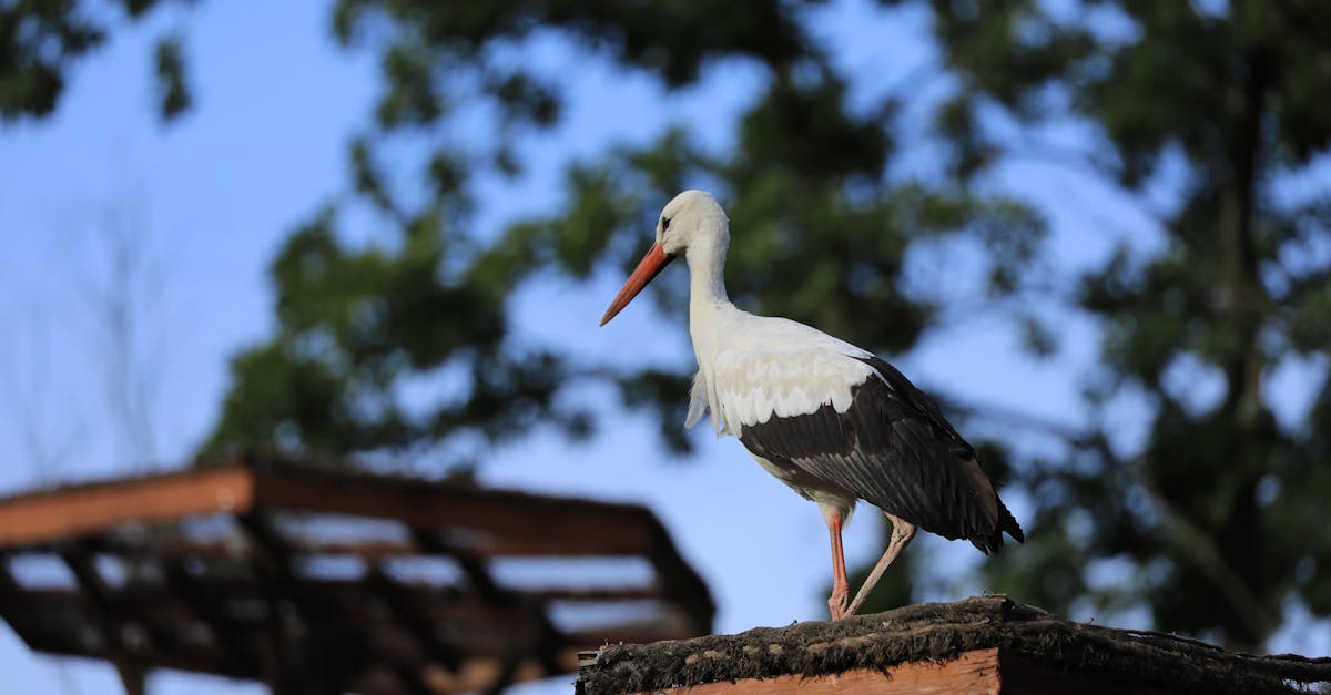 聖鳥重返聖地：玻利維亞濕地生態展現韌性，保育挑戰依舊