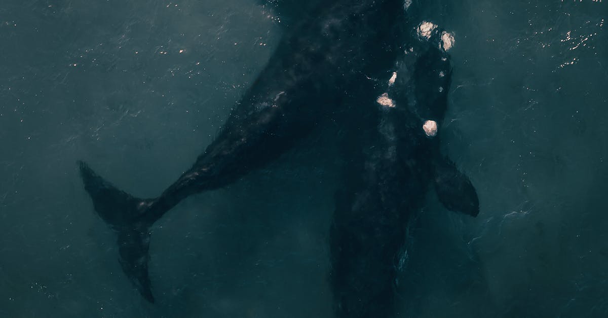 Нові імена для північноатлантичних китів: Звіт про зусилля зі збереження та виклики