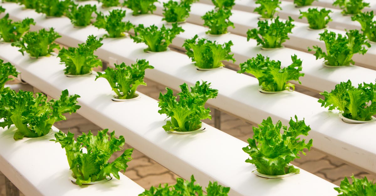 Brazilian Schools Pioneer Hydroponics and IoT Integration for Ecological Education