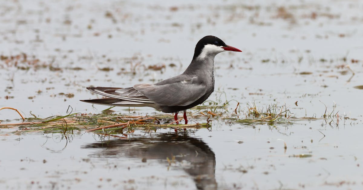 Nationally Endangered Black-fronted Terns Hatch Chicks Despite Anomalous November Snowfall in New Zealand