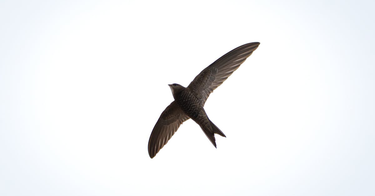 Ten Months Aloft: Study Reveals Common Swift's Unprecedented Aerial Endurance