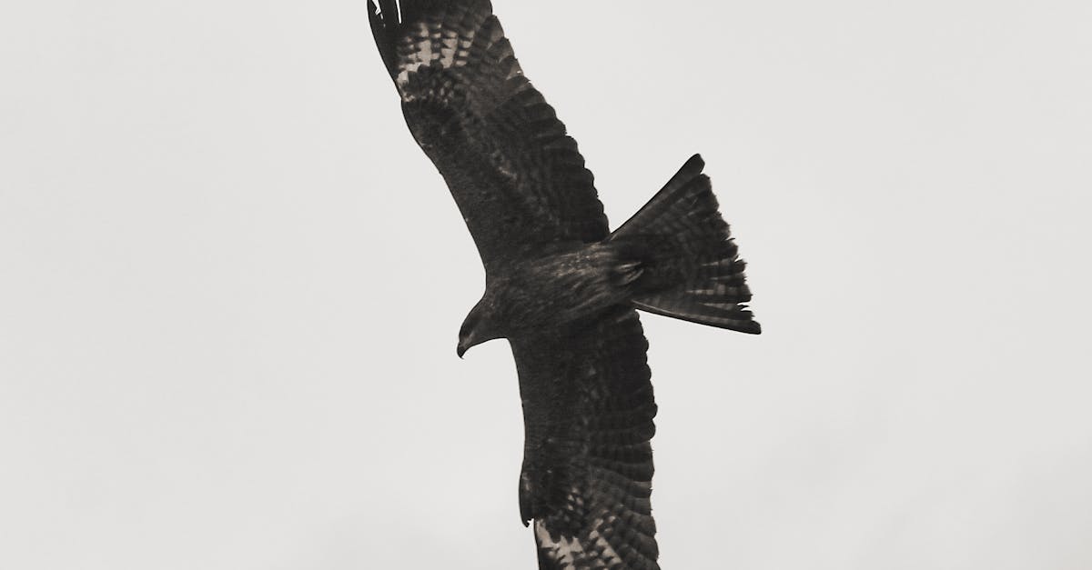 Настольная игра "Proyecto Milaneta" содействует сохранению Черного коршуна в Иберии