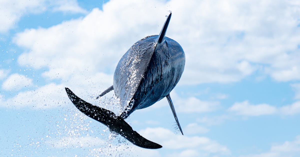 Augmentation de la population de Dauphins Aveugles de l'Indus suite à des mesures de conservation renforcées