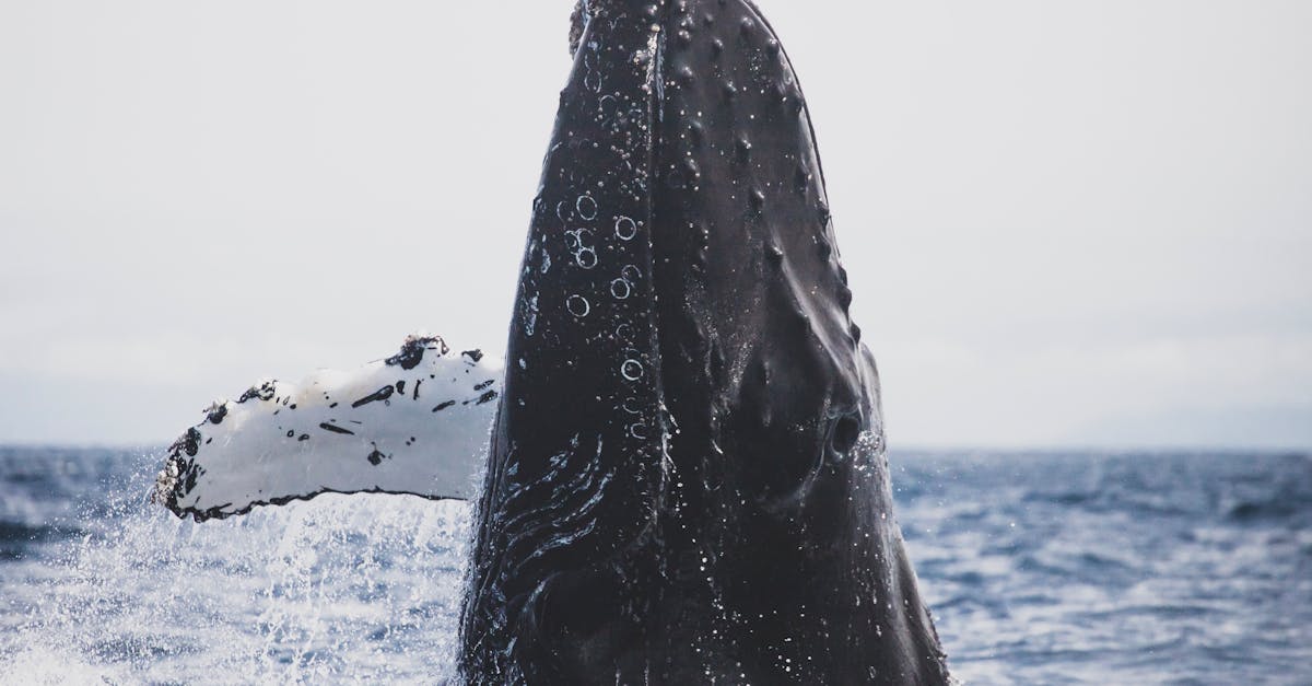 Observation de baleine à bosse près du Golden Gate souligne la richesse de l'écosystème marin