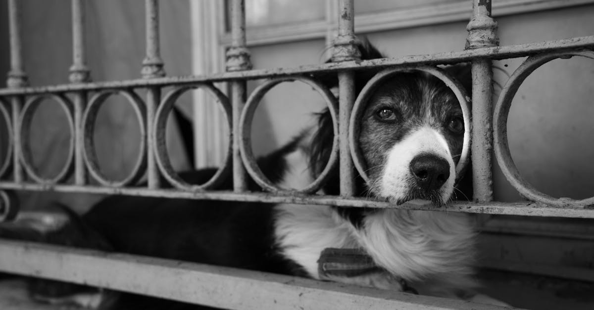 欧盟达成里程碑式协议：制定猫狗福利与可追溯性的统一标准