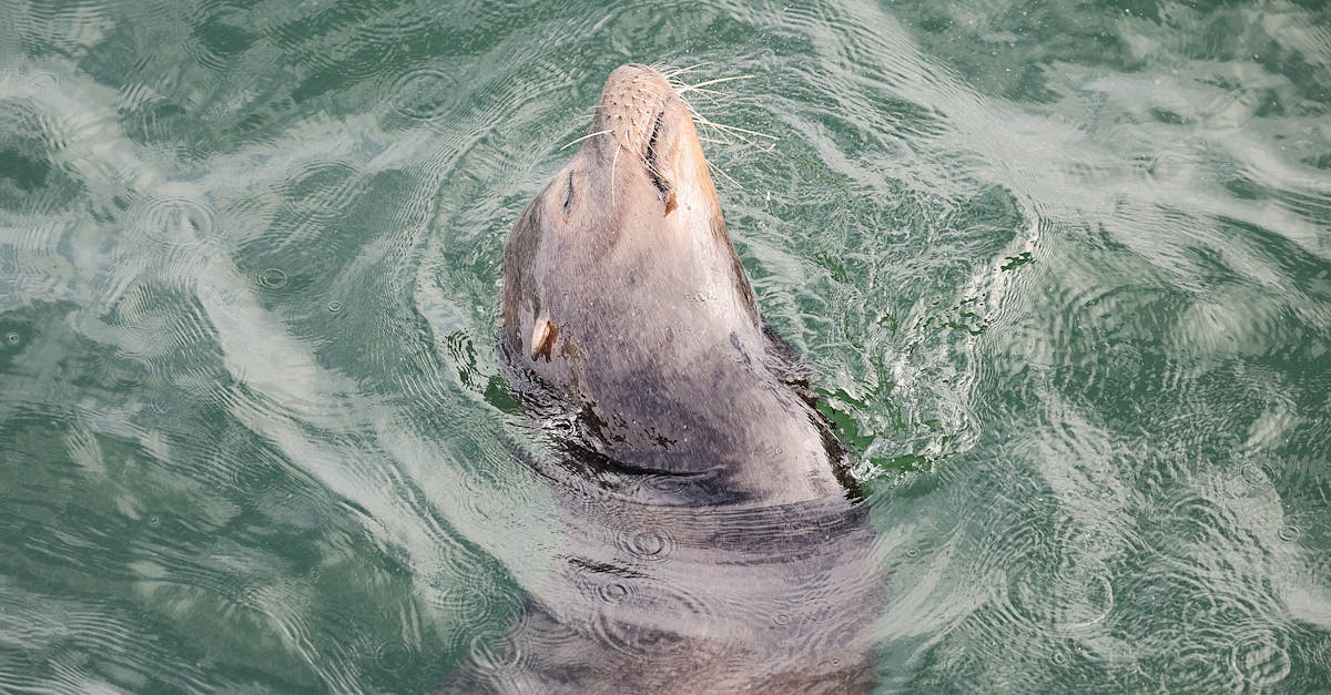 L'IA soutient le recensement du phoque annelé endémique du lac Ladoga