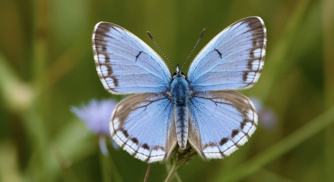 Karner Blue Butterfly's Return to Michigan Signals Ecosystem Health