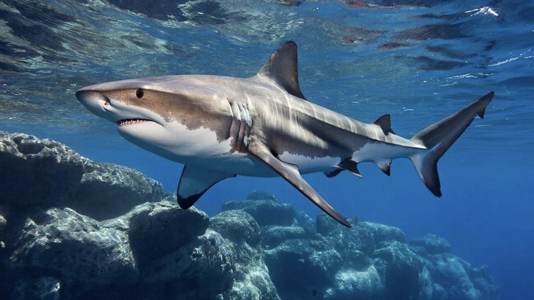 Marine Biologist Attacked by Galapagos Shark During Cocos Island Research