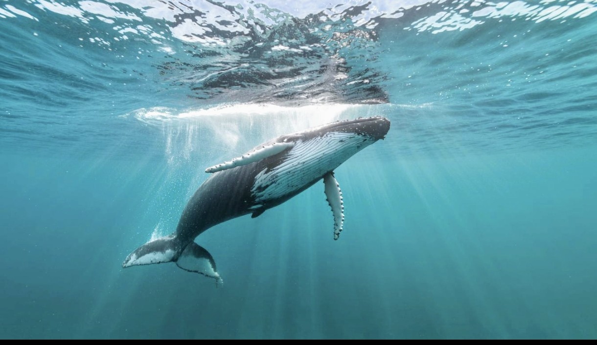 Maternal Size Influences Calf Sex in Baleen Whales