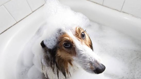 Le Luxe Canin: Des Services Exclusifs pour les Propriétaires d'Animaux Avertis