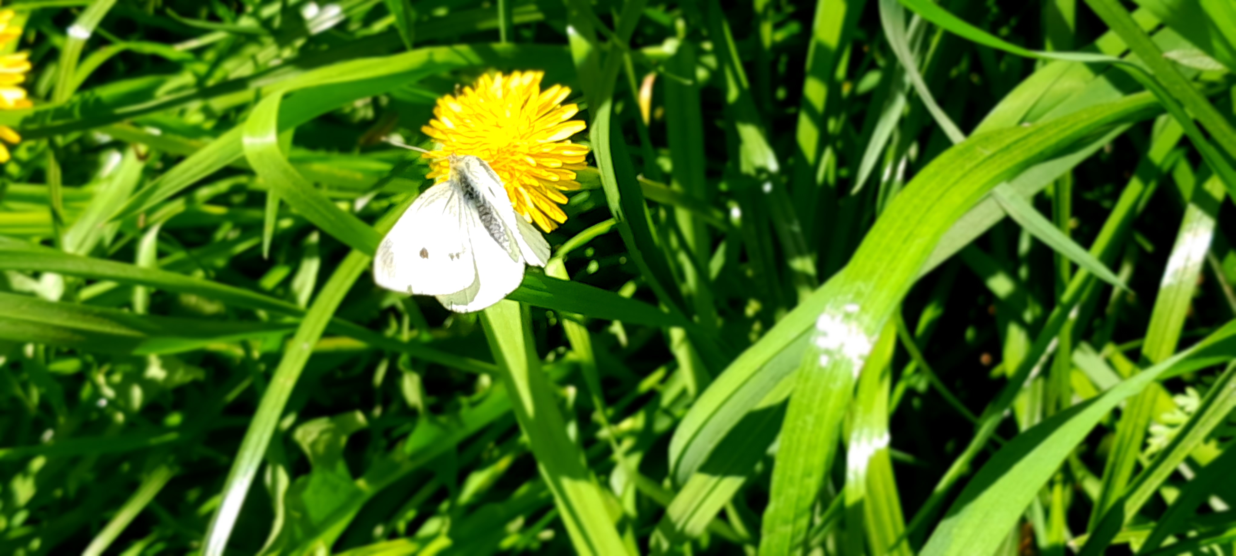 Suffolk Council Acquires 62-Acre Meadow to Boost Biodiversity and Flood Resilience