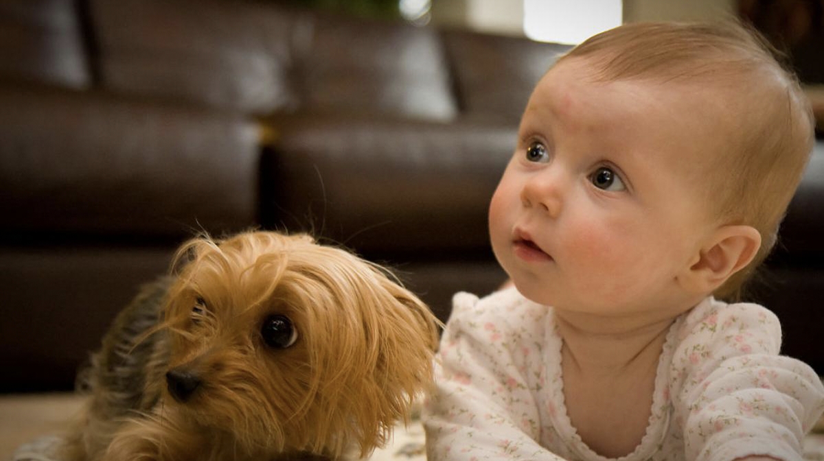 Early Contact with Dogs Significantly Reduces Asthma Risk in Children: Canadian Study Findings