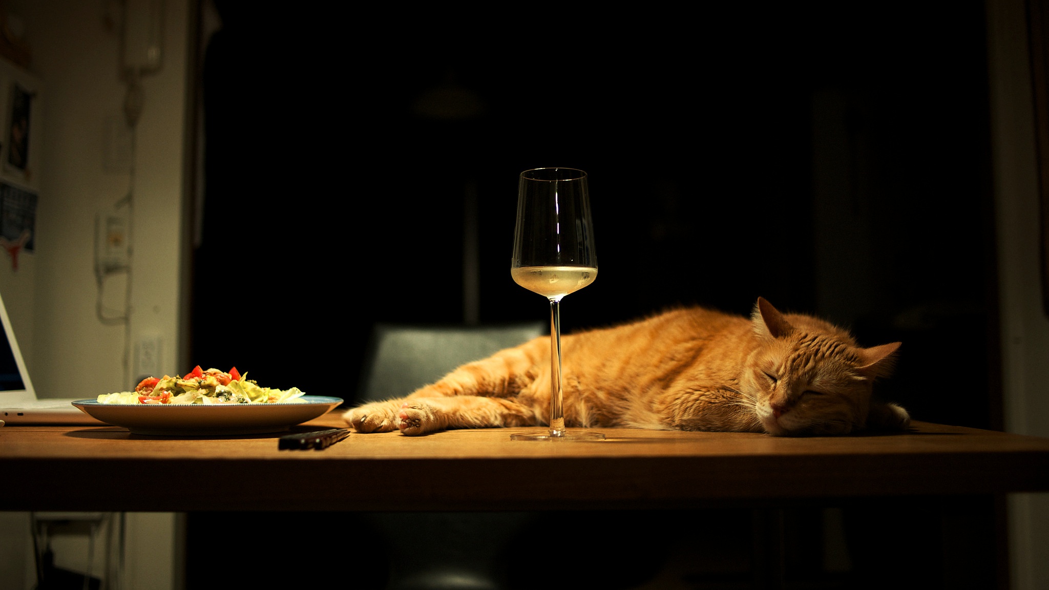 Le startup néo-zélandais Muttley's Estate étend sa gamme de boissons sans alcool pour animaux de compagnie