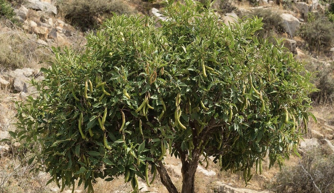 NUS Enzymes Enhance Carob Pulp as Climate-Resilient Cocoa Alternative