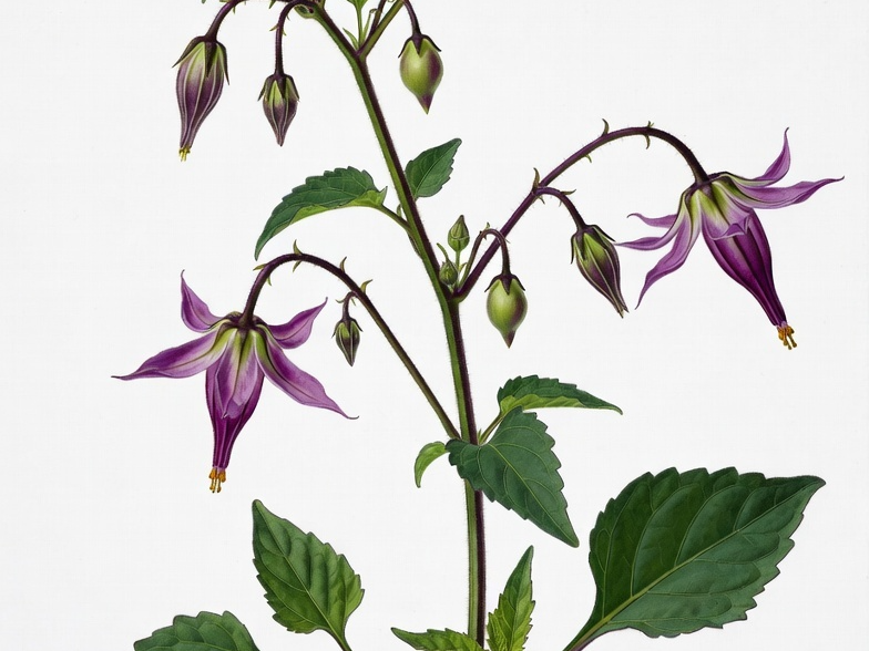 Newly Identified Endemic Solanum Species in Peru Classified as Endangered