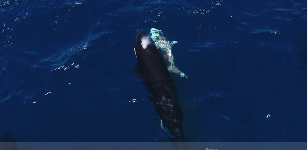 The Montezuma Pod: Apex Intelligence Shifts the Food Chain in the Gulf of California