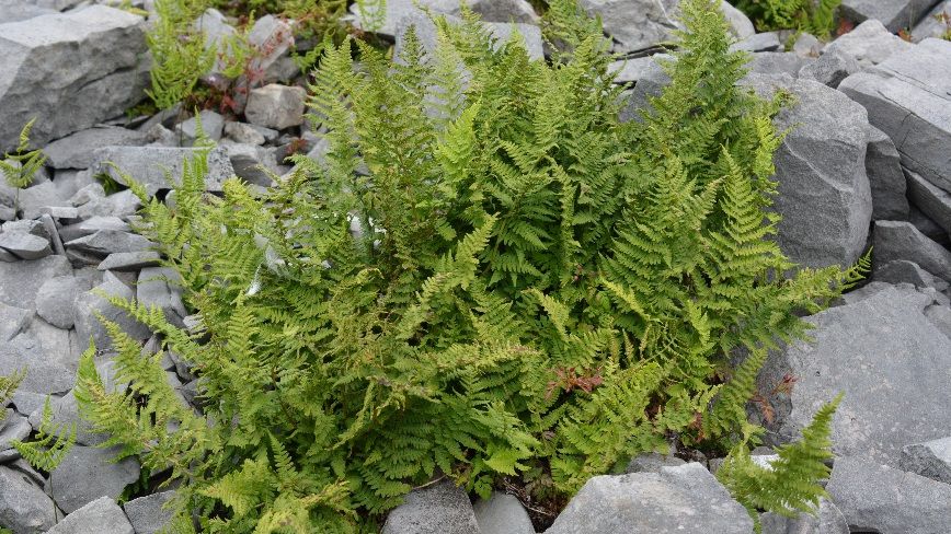 Holly Fern Rediscovered in Wales After 150 Years
