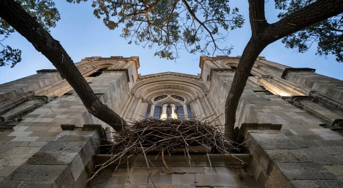 Peregrine Falcons of 2025: Tragedy and Triumph at England's Historic Cathedrals