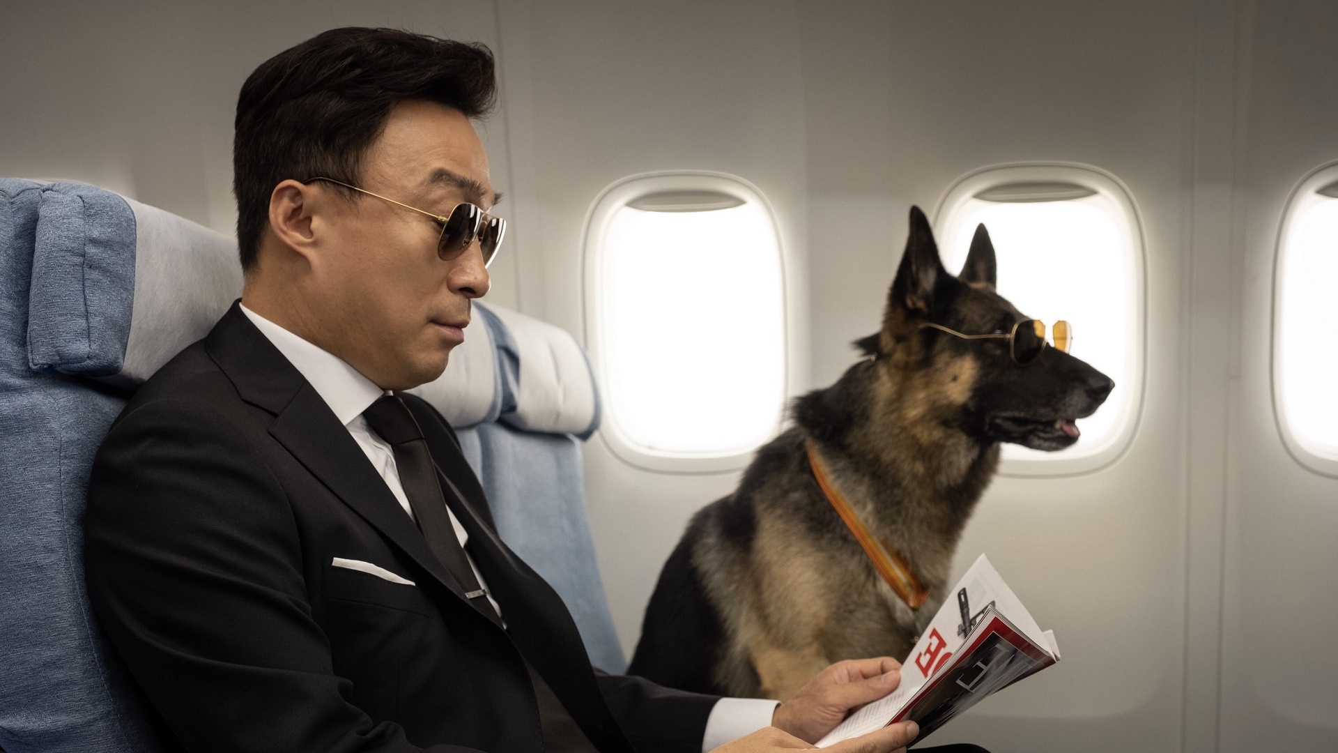 ITA Airways Pioneers In-Cabin Travel for Large Dogs on Milan-Rome Flight