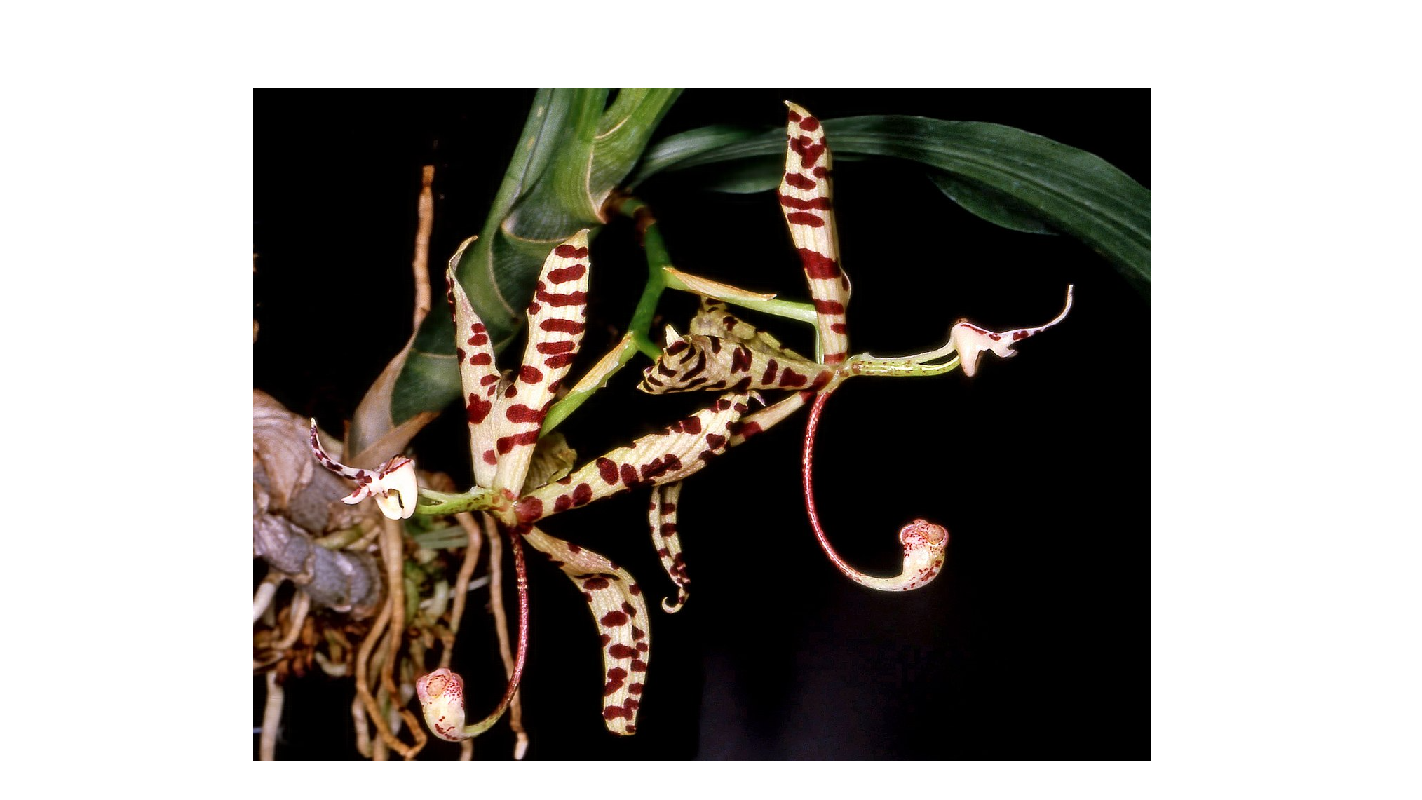Genomic Research Confirms Survival of Rare Flora in Indonesia and Brazil