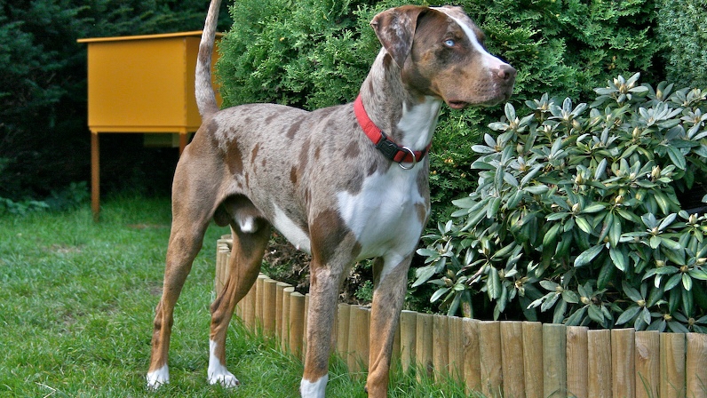 Le Chien Léopard Catahoula: Un Compagnon Intelligent et Indépendant de Louisiane