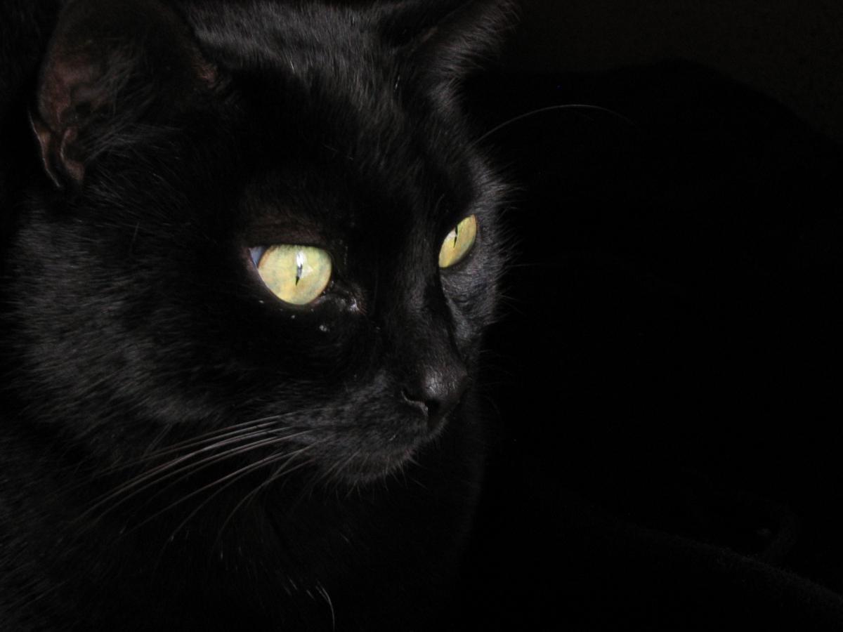 The Visual Worlds of Dogs and Cats: Adaptations for Survival