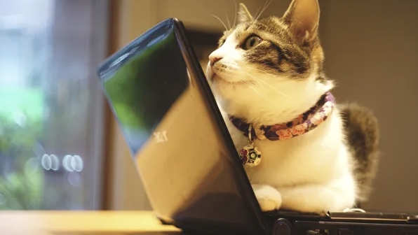 Pawsitive Work Environments: Czechia and Switzerland Embrace Furry Colleagues