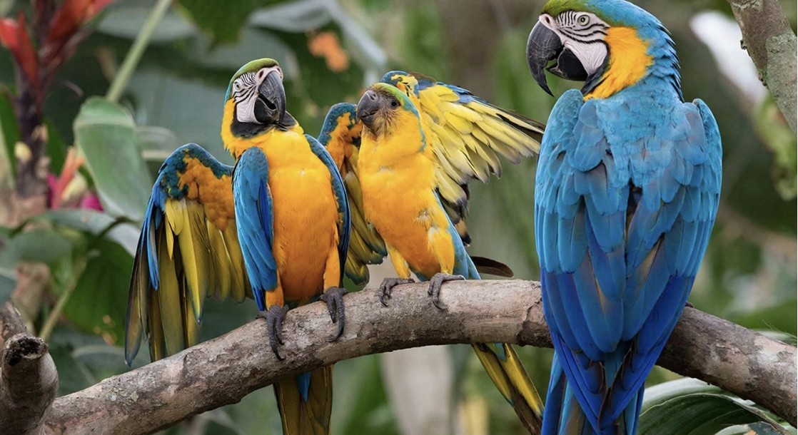 Operation 'Forest Guardians': Twelve Birds Rescued from Illegal Captivity in Caldas