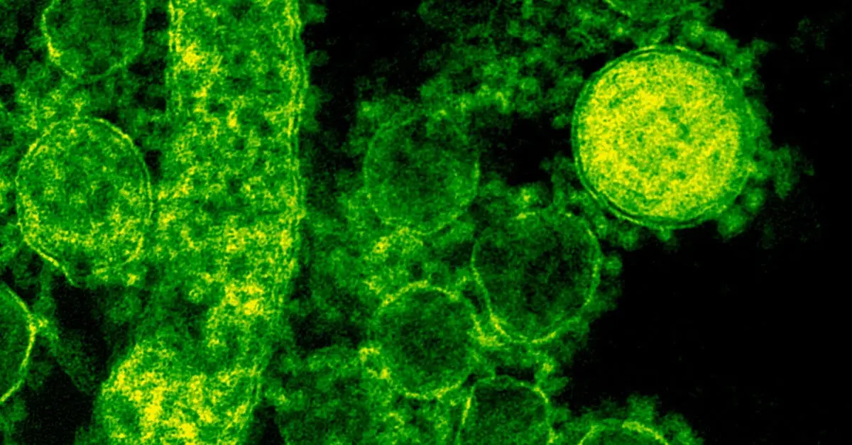 Discovery of Sukunaarchaeum mirabile Challenges Traditional Definitions of Life