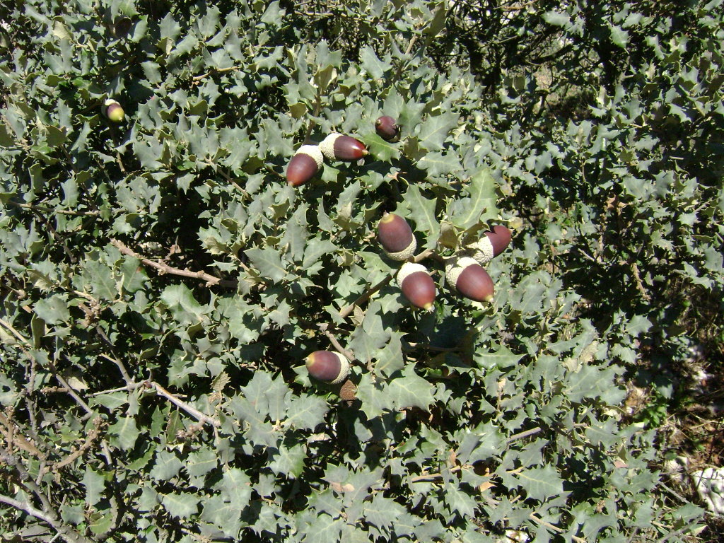 Sierra Salinas Restoration Project Aims to Enhance Native Flora and Biodiversity