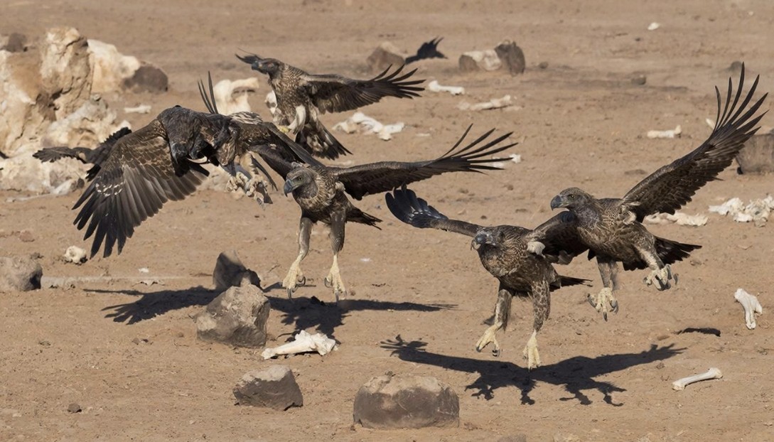 Assam Bereidt Vrijlating van Zes Gieren Voor in Cruciale Fase Natuurherstel