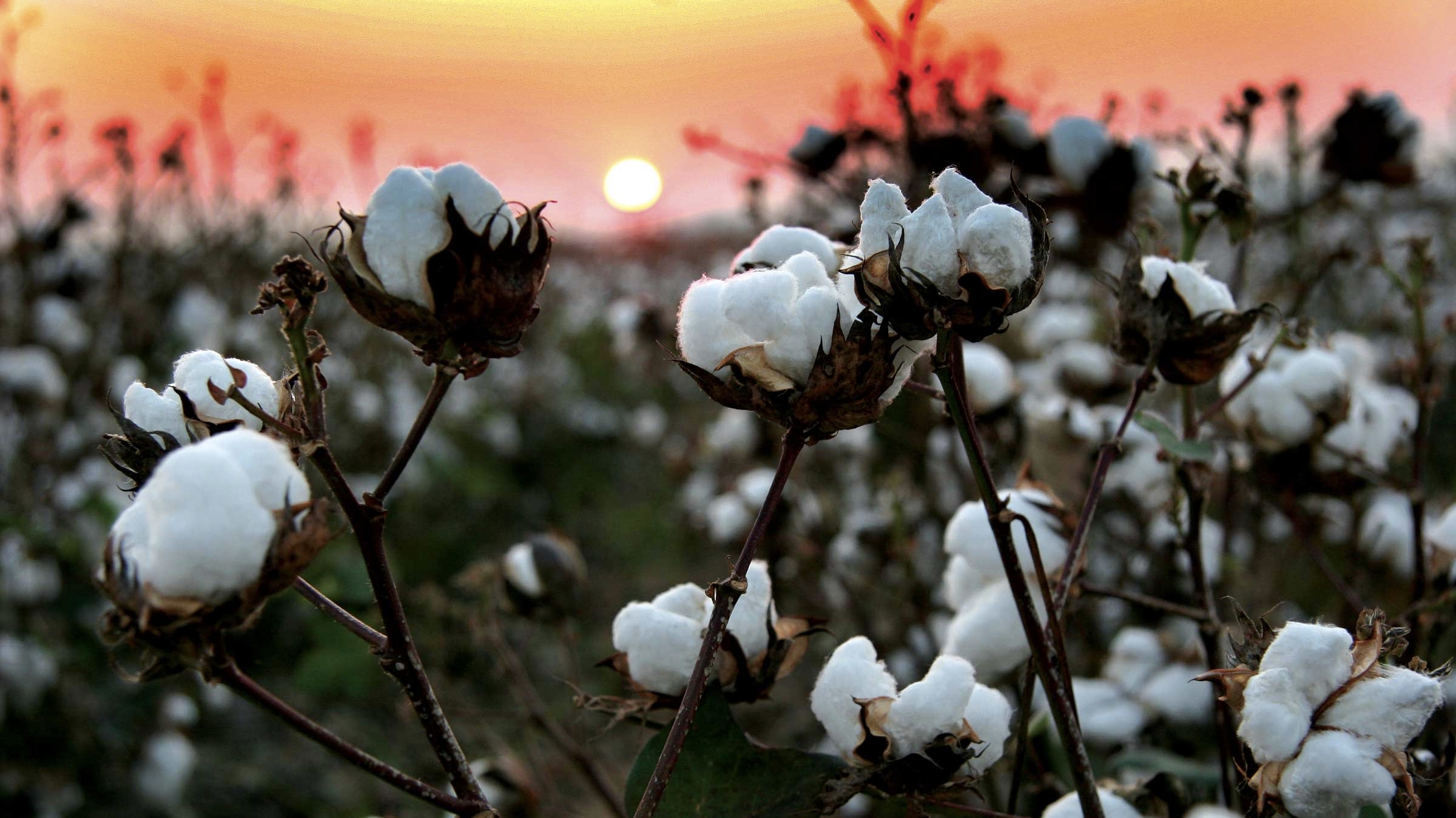 Mango adopte le coton régénératif pour une mode plus durable