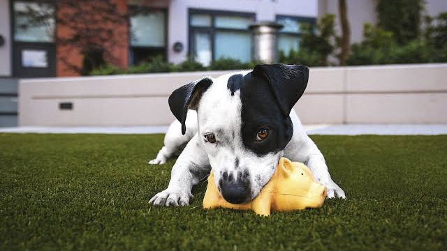 Dogs Discern Toy Functions Beyond Appearance