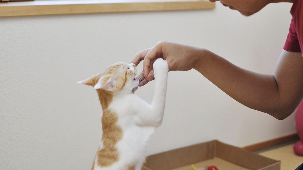 Clicker Training for Cats: A Modern Approach to Behavior and Bonding